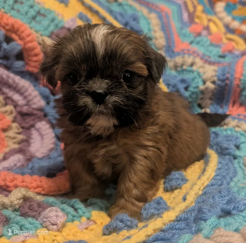 Precious  – Shih Tzu puppy for sale in Stonewall, LA
