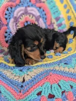 Princess BriAnna, a female Miniature Dachshund for sale in Stonewall, LA – 5 of 9