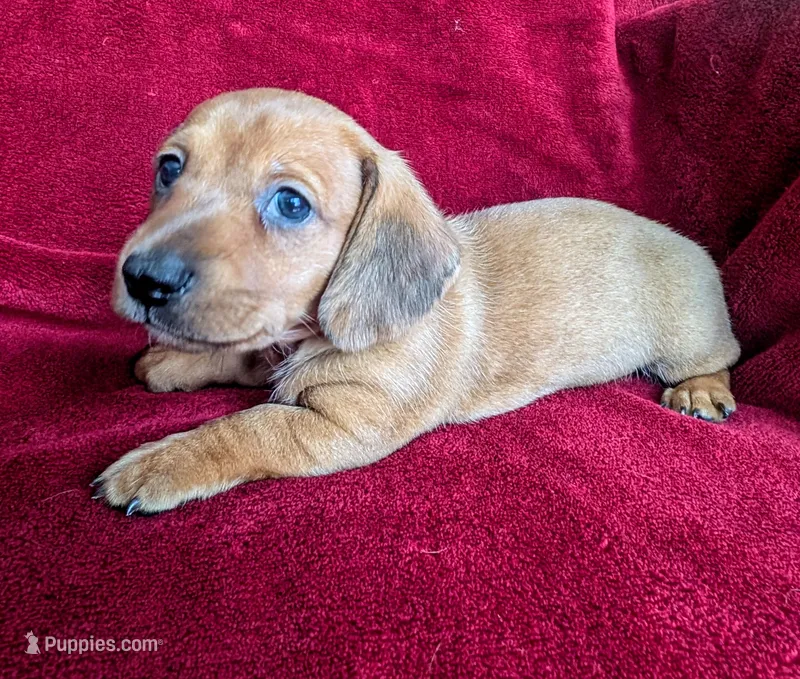 Savannah – Miniature Dachshund puppy for sale in Stonewall, LA