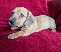 Savannah, a female Miniature Dachshund for sale in Stonewall, LA – 1 of 4