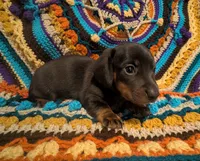 Choco, a male Miniature Dachshund for sale in Stonewall, LA – 4 of 6
