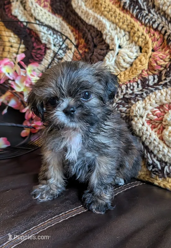 Munchkin – Shih Tzu puppy for sale in Stonewall, LA