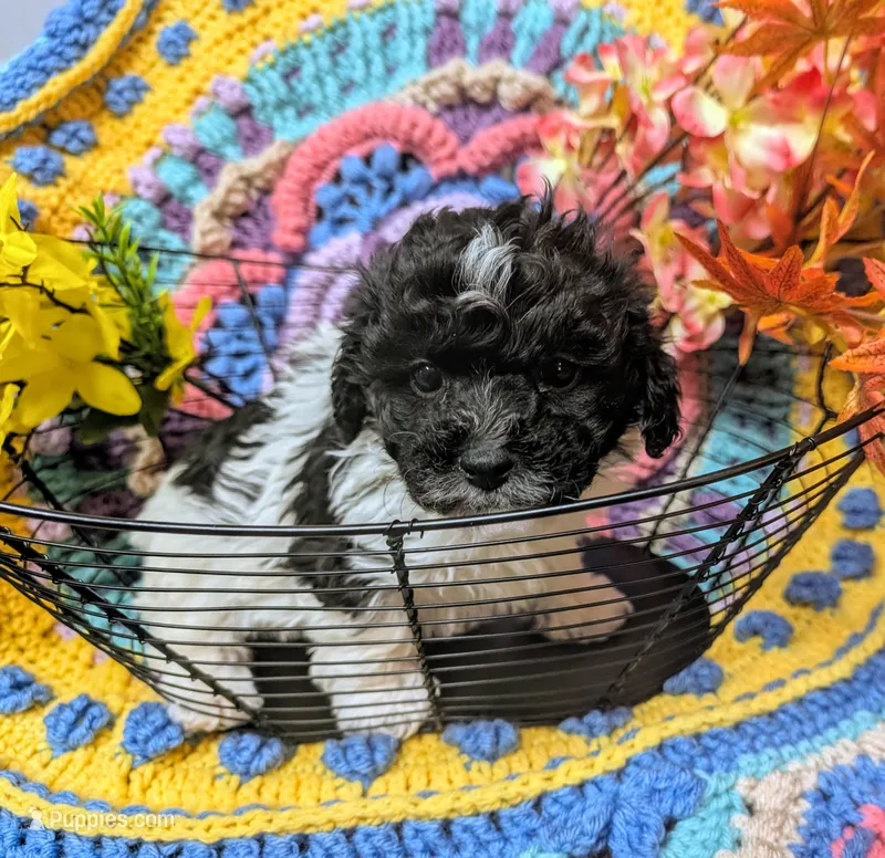 Brice – Poodle - Toy  puppy for sale in Stonewall, LA