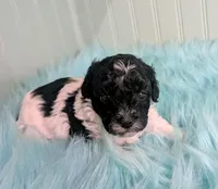 Brice, a male Poodle - Toy  for sale in Stonewall, LA – Photo 1 of 6