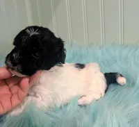 Brice, a male Poodle - Toy  for sale in Stonewall, LA – Photo 3 of 6