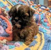 Precious , a female Shih Tzu for sale in Stonewall, LA – 8 of 8