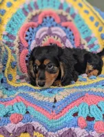 Princess BriAnna, a female Miniature Dachshund for sale in Stonewall, LA – 8 of 9