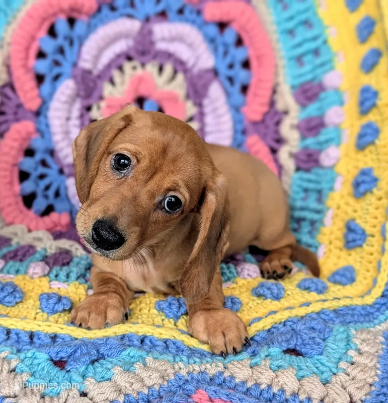 Savannah – Miniature Dachshund puppy for sale in Stonewall, LA