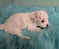 Anna, a female Poodle - Toy  for sale in Stonewall, LA – Photo 3 of 5