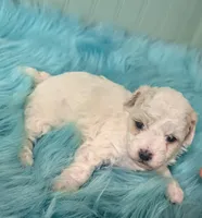 Anna, a female Poodle - Toy  for sale in Stonewall, LA – Photo 1 of 5