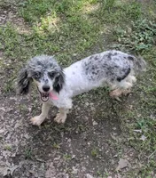 Anna, a female Poodle - Toy  for sale in Stonewall, LA – Photo 5 of 5