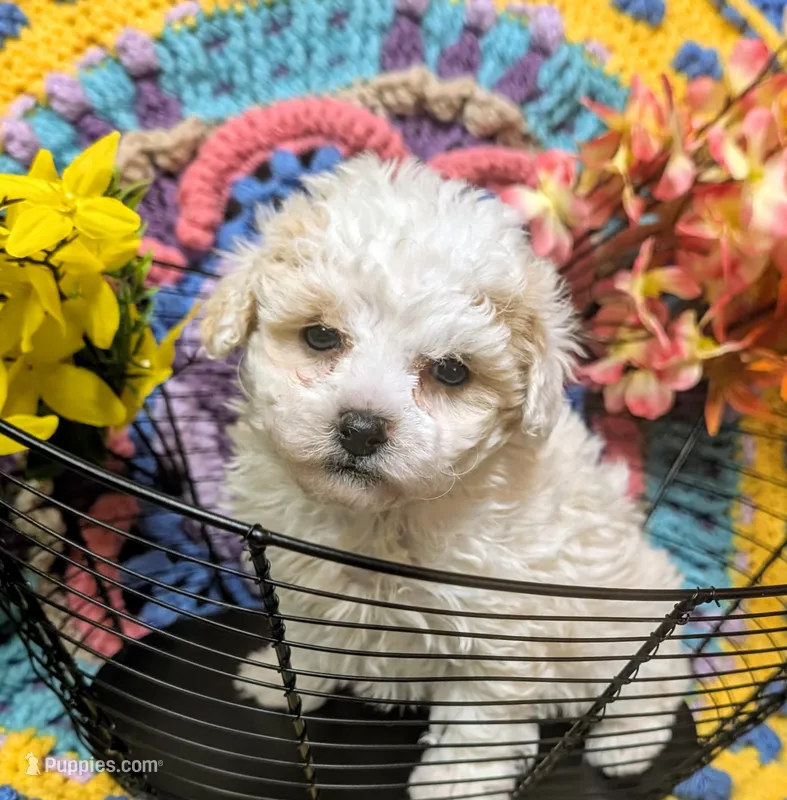 Anna – Poodle - Toy  puppy on hold in Stonewall, LA