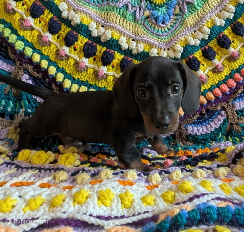 Choco – Miniature Dachshund puppy for sale in Stonewall, LA