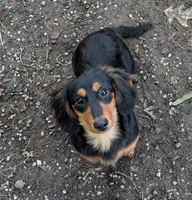 Sadi, a female Miniature Dachshund for sale in Stonewall, LA – 5 of 9