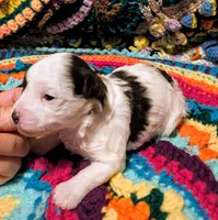 Katie, a female Poodle - Toy  for sale in Stonewall, LA – 7 of 7