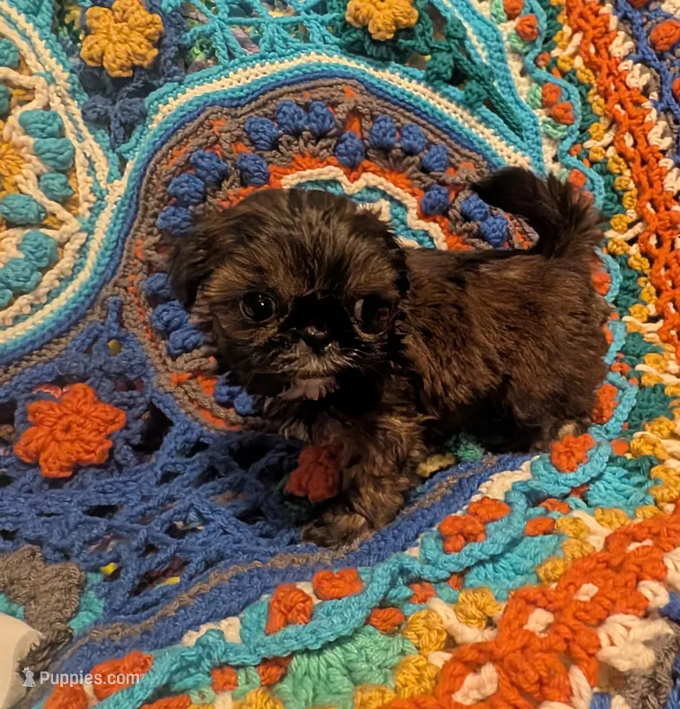 Brody  – Shih Tzu puppy for sale in Stonewall, LA