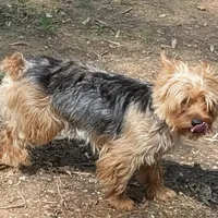 Clarabelle, a female Yorkshire Terrier for sale in Stonewall, LA – Photo 2 of 3