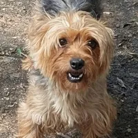 Clarabelle, a female Yorkshire Terrier for sale in Stonewall, LA – Photo 1 of 3