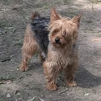 Clarabelle, a female Yorkshire Terrier for sale in Stonewall, LA – Photo 3 of 3