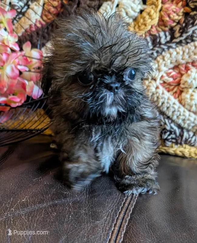 Chewbacca – Shih Tzu puppy for sale in Stonewall, LA
