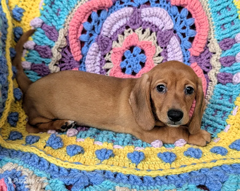 Savannah – Miniature Dachshund puppy for sale in Stonewall, LA
