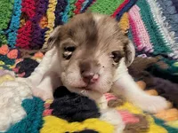 Maddy, a female Miniature Schnauzer for sale in Stonewall, LA – 6 of 6
