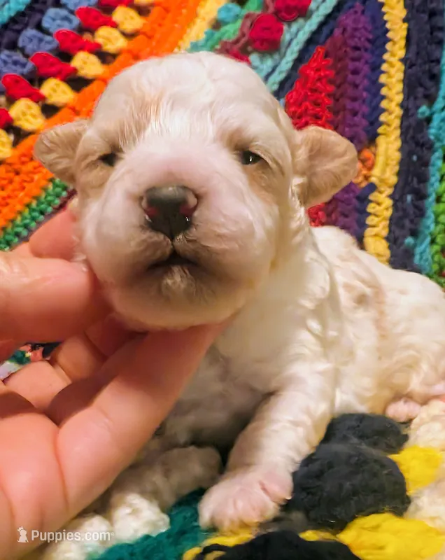 Diamond – Poodle - Toy  puppy for sale in Stonewall, LA