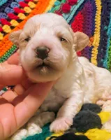 Diamond, a female Poodle - Toy  for sale in Stonewall, LA – 1 of 5