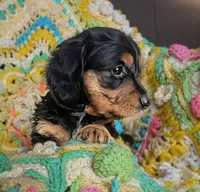 Princess, a female Miniature Dachshund for sale in Stonewall, LA – 2 of 5