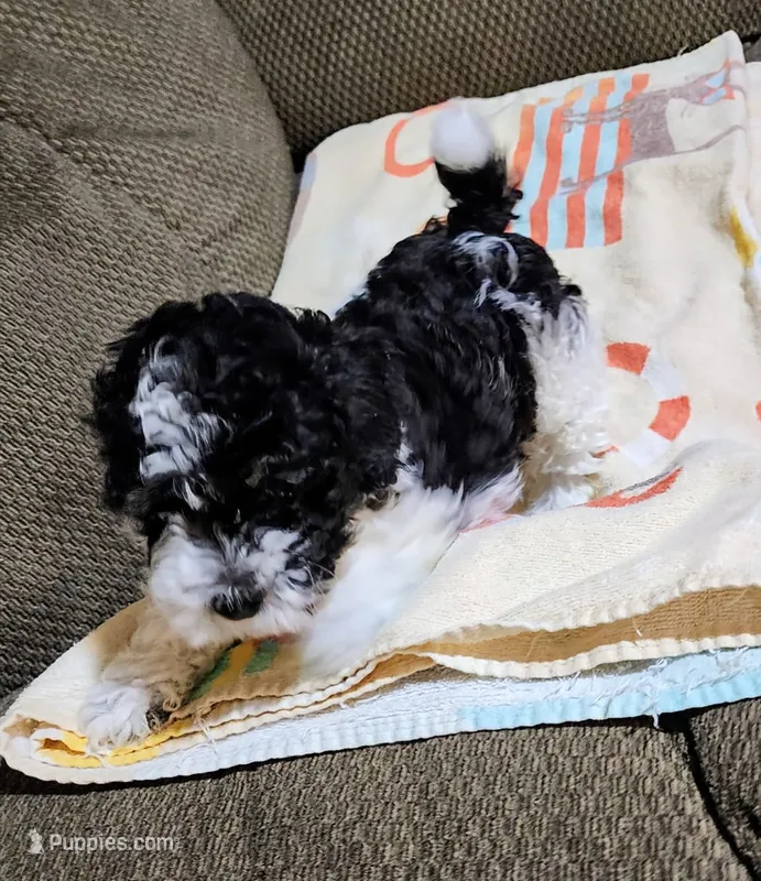 BJ – Poodle - Toy  puppy for sale in Stonewall, LA
