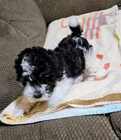 BJ, a male Poodle - Toy  for sale in Stonewall, LA – 1 of 2