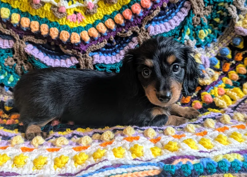 Anna – Miniature Dachshund puppy for sale in Stonewall, LA