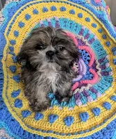 Munchkin, a male Shih Tzu for sale in Stonewall, LA – 2 of 6