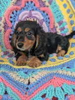 Princess BriAnna, a female Miniature Dachshund for sale in Stonewall, LA – 3 of 9