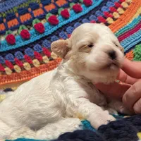 Diamond, a female Poodle - Toy  for sale in Stonewall, LA – 2 of 5