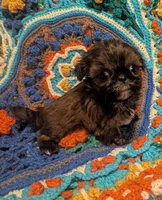 Brody , a male Shih Tzu for sale in Stonewall, LA – 2 of 8