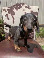 Braco, a male Miniature Dachshund for sale in Stonewall, LA – 3 of 7