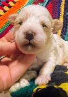 Diamond, a female Poodle - Toy  for sale in Stonewall, LA – 3 of 5
