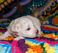 Blitz, a male Poodle - Toy  for sale in Stonewall, LA – 3 of 5