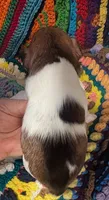 Scooter, a male Miniature Schnauzer for sale in Stonewall, LA – 4 of 5