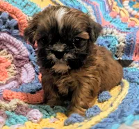Precious , a female Shih Tzu for sale in Stonewall, LA – 5 of 8