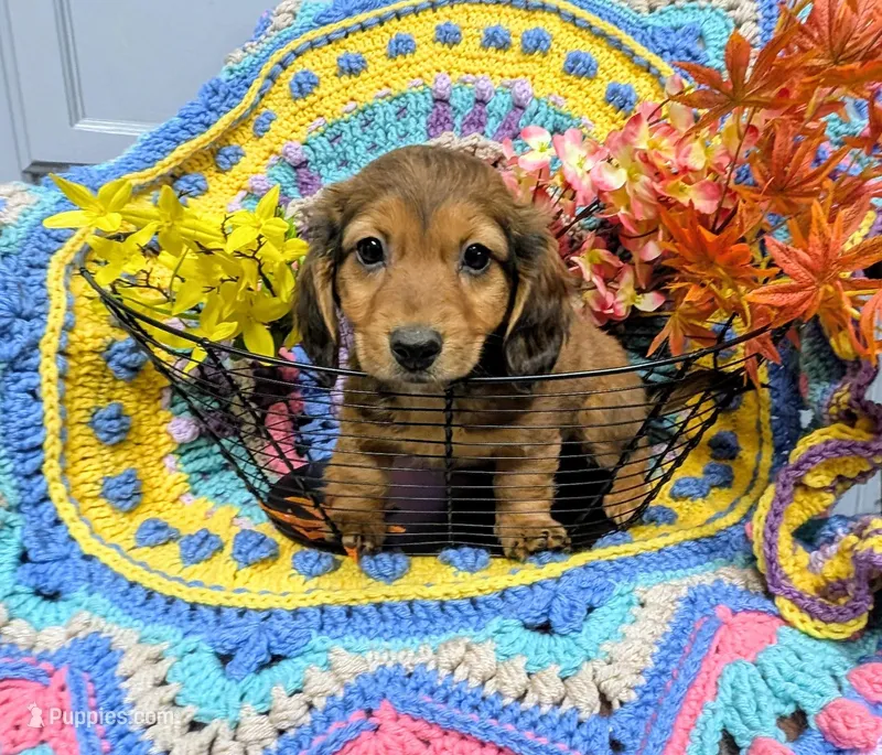 Savannah – Dachshund puppy for sale in Stonewall, LA