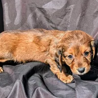 Precious , a female Dachshund for sale in Stonewall, LA – Photo 1 of 6