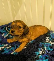 Scarlett , a female Dachshund for sale in Stonewall, LA – Photo 3 of 8
