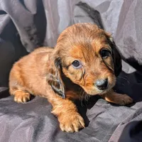 Precious , a female Dachshund for sale in Stonewall, LA – Photo 2 of 6