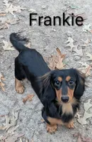 Scarlett , a female Dachshund for sale in Stonewall, LA – Photo 8 of 8