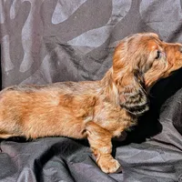 Precious , a female Dachshund for sale in Stonewall, LA – Photo 3 of 6