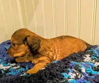 Scarlett , a female Dachshund for sale in Stonewall, LA – Photo 2 of 8