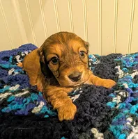 Scarlett , a female Dachshund for sale in Stonewall, LA – Photo 5 of 8