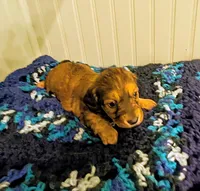 Scarlett , a female Dachshund for sale in Stonewall, LA – Photo 4 of 8